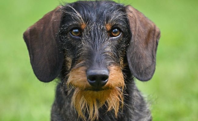 Hendrix, the Wire Haired Dachshund