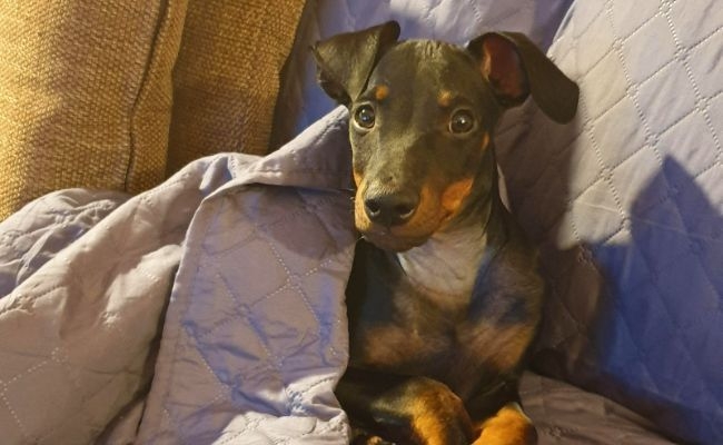 Logan, the Manchester Terrier