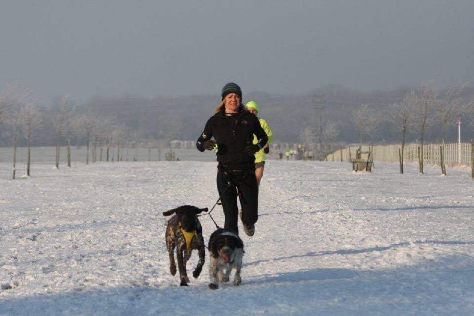 Doggy member Ava, the German Short-Haired Pointer, Doggy member Tia, the English Springer Spaniel and Dawn running through the snow