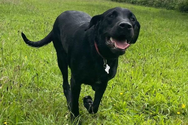 A black lab running through a grassy field