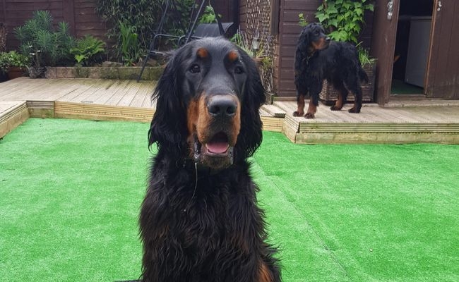 Embers and Django, the Gordon Setters