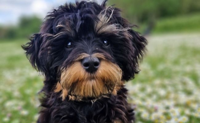 Popcorn, the Havanese