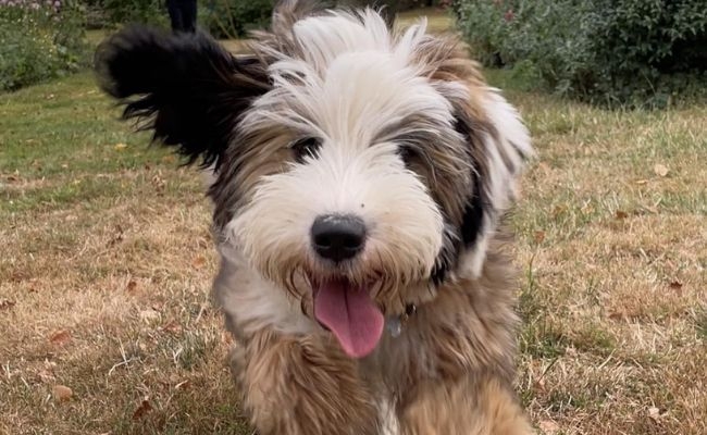 Doggy member Nala, the Tibetan Terrier, running happily in the grass with her tongue hanging out and her ears flapping