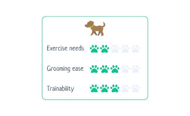 Dachshund  Exercise Needs 2/5 Grooming Ease 3/5 Trainability 3/5