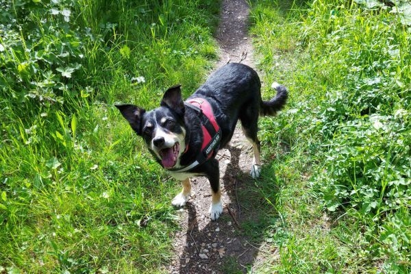 Sadie, the Border Collie