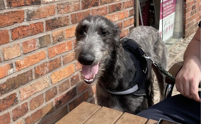 Pip, the Deerhound