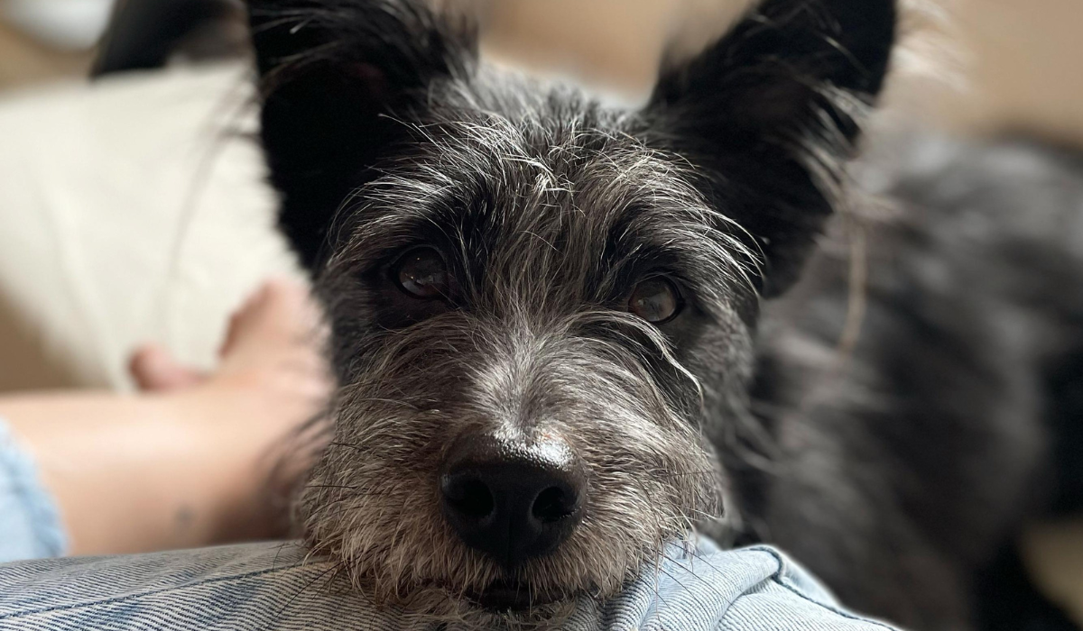 A beautiful, wire-haired Cross Breed pooch lies resting their head on their owner's leg.