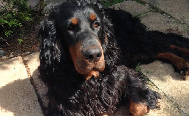 Couper, the Gordon Setter