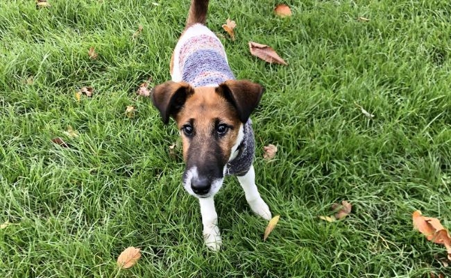 Graham, the Smooth Fox Terrier