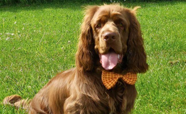 Barclay, the Sussex Spaniel