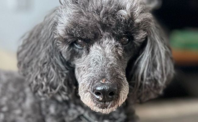 Bertie, the Miniature Poodle