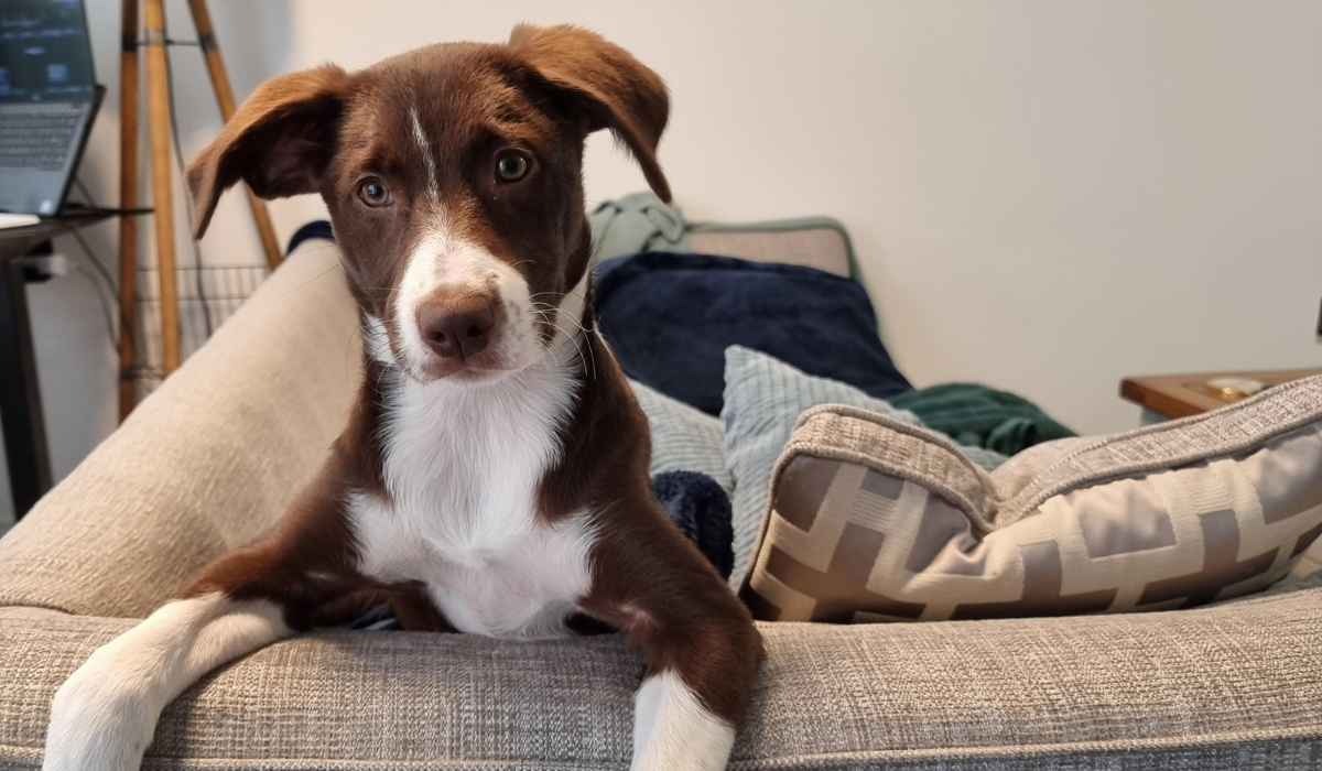 A beautiful, brown and white pooch is sitting on the sofa with their paws hanging over the arm.