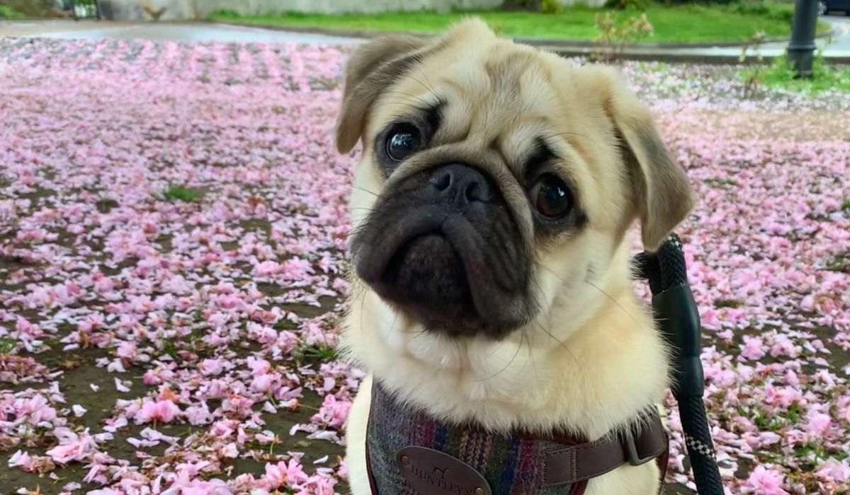 A small, round faced dog with a flat muzzle, wide set eyes and flopped v ears, sitting on a background of blossom.