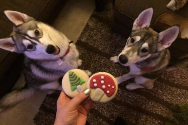 Ace and Izzy, the Huskies