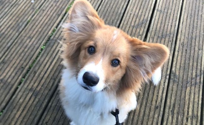 Bertie, the Pembroke Welsh Corgi