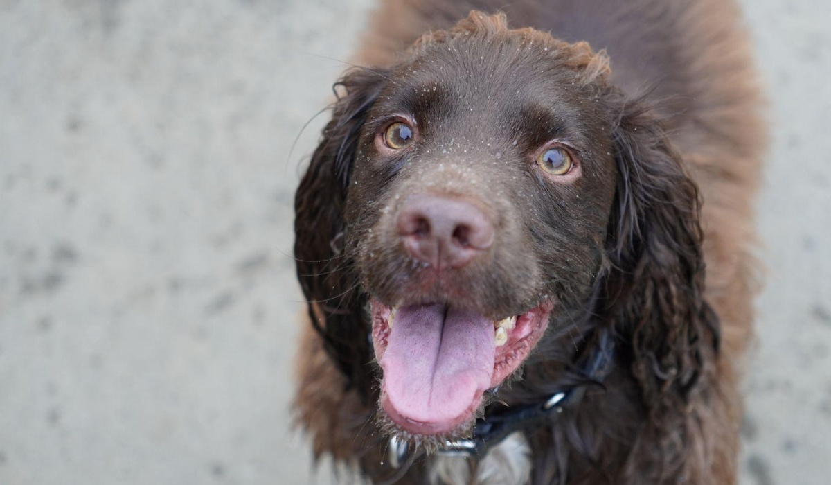 A beautiful, chocolate Cocker Spaniel takes a break after enjoying running around and splashing around at the beach.