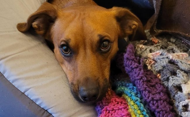 Fudge, the Jack Russell Terrier