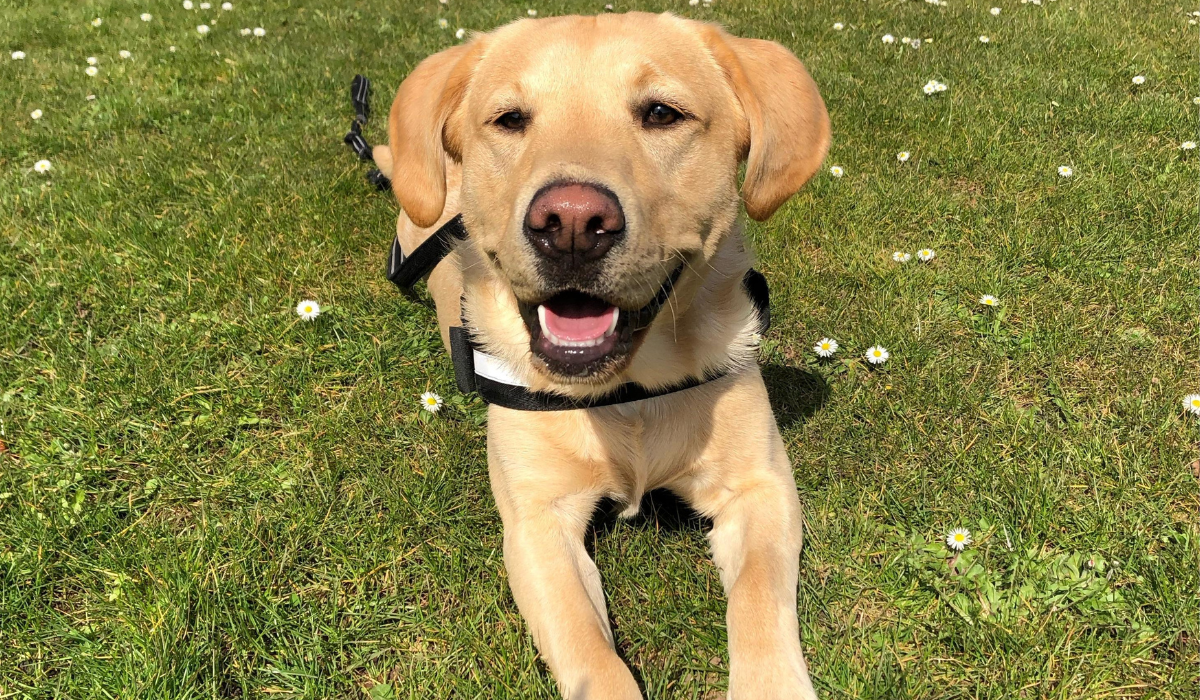 An eager Labrador is lying down in the grass following their humans command.