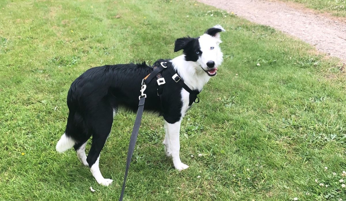 A happy Border Collie enjoying a walk on a training lead