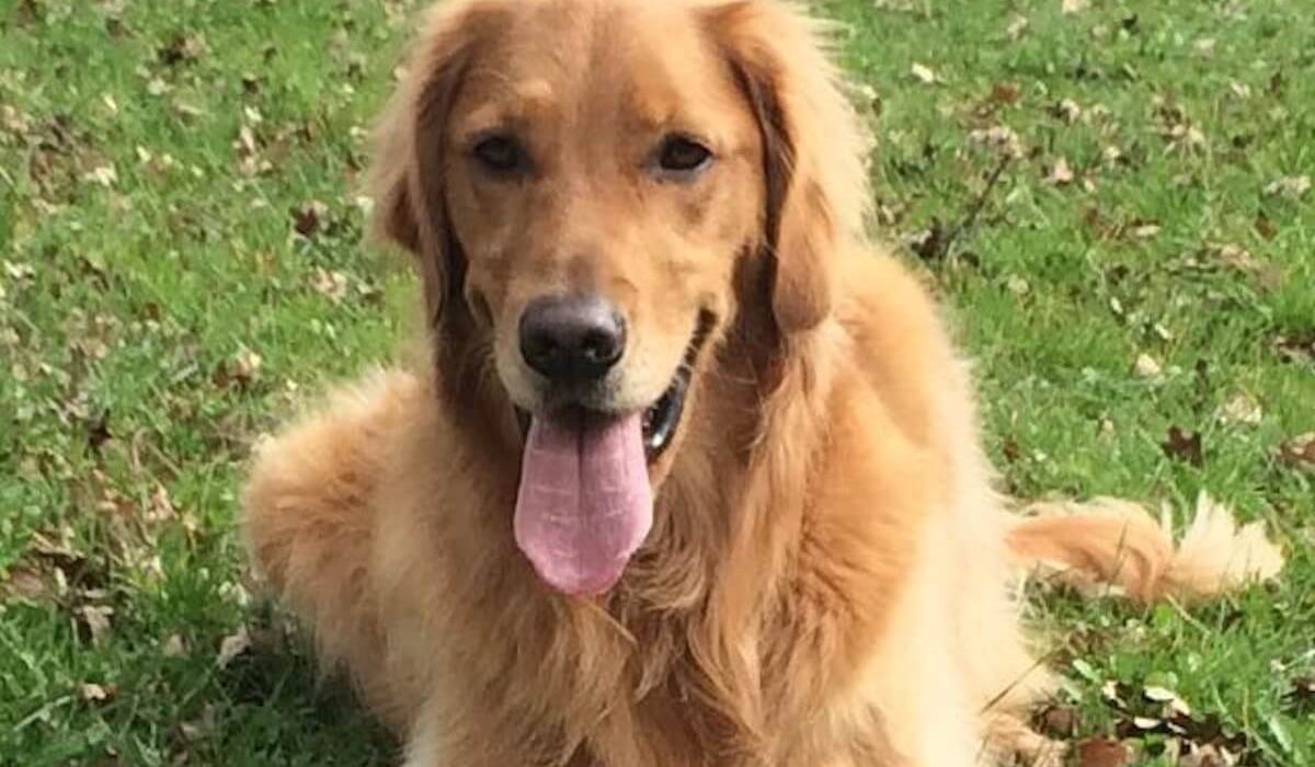 Georgina lies happily on grass with her tongue lolling out