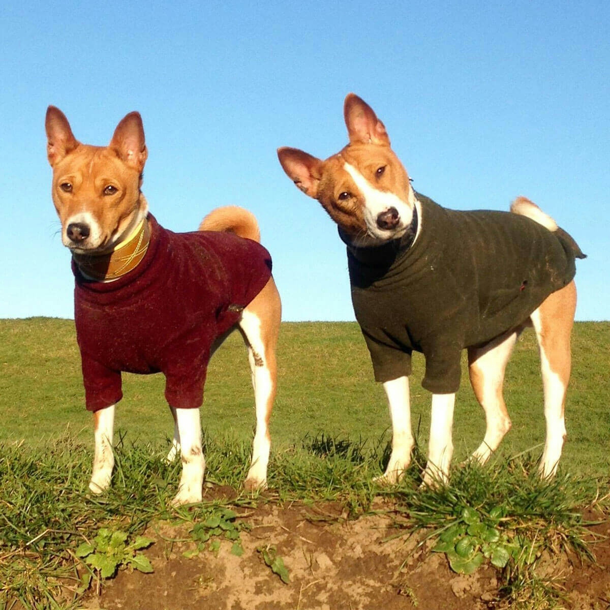 Doggy member Vesta and Sky - barkless Basenjis