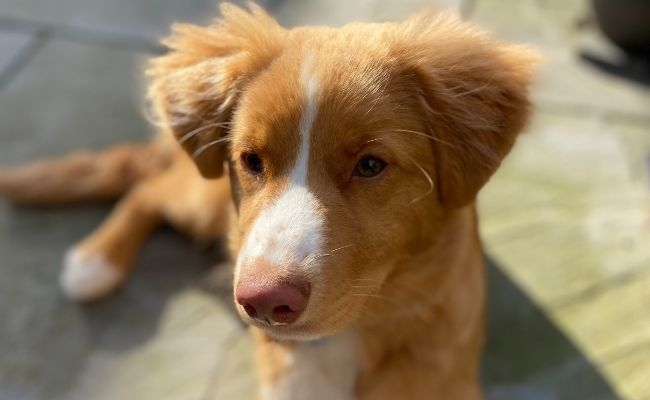 Loki, the Nova Scotia Duck Tolling Retriever