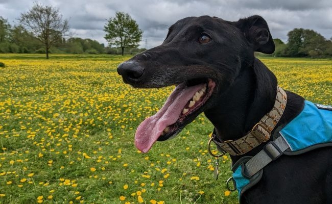 Toby, the Greyhound