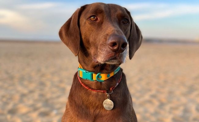 Mylosh, the German short-haired pointer