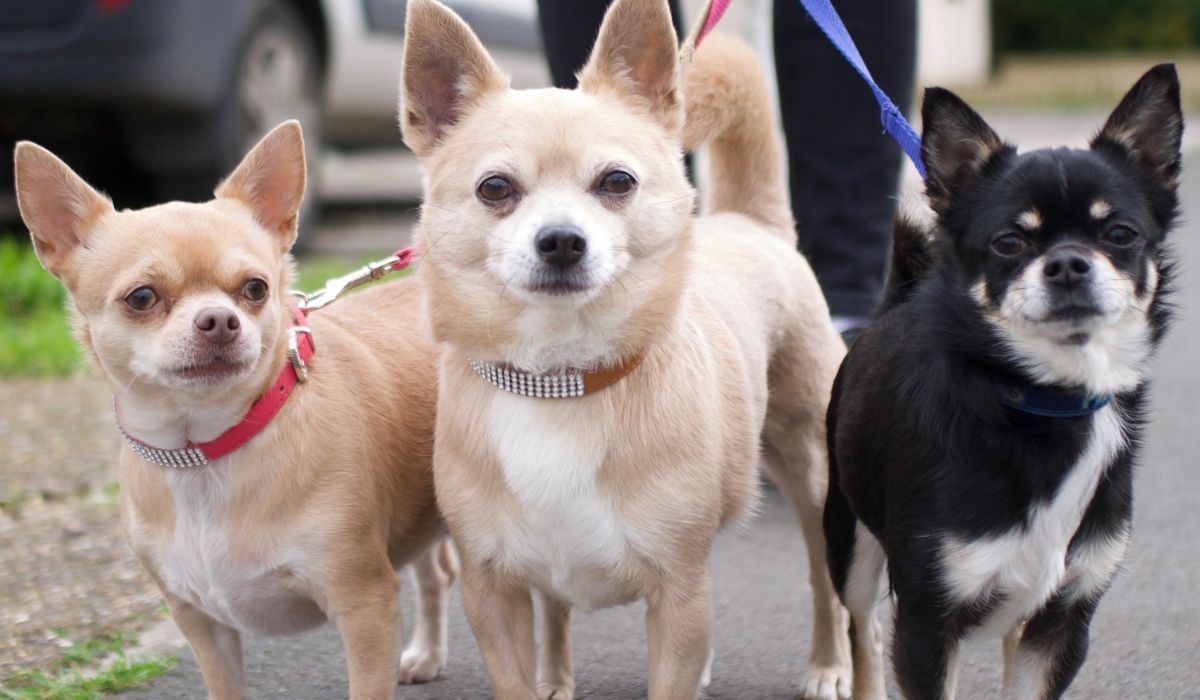 3 cute Chihuahuas wearing jewelled collars out on a leash walk