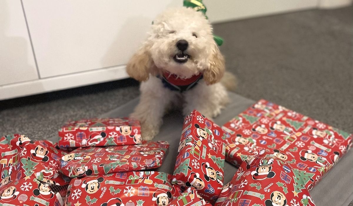 A fluffy, white dog surrounded by christmas presents smiling!