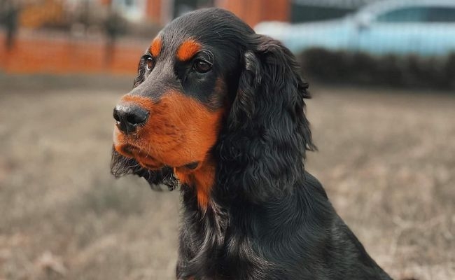 Garda, the Gordon Setter