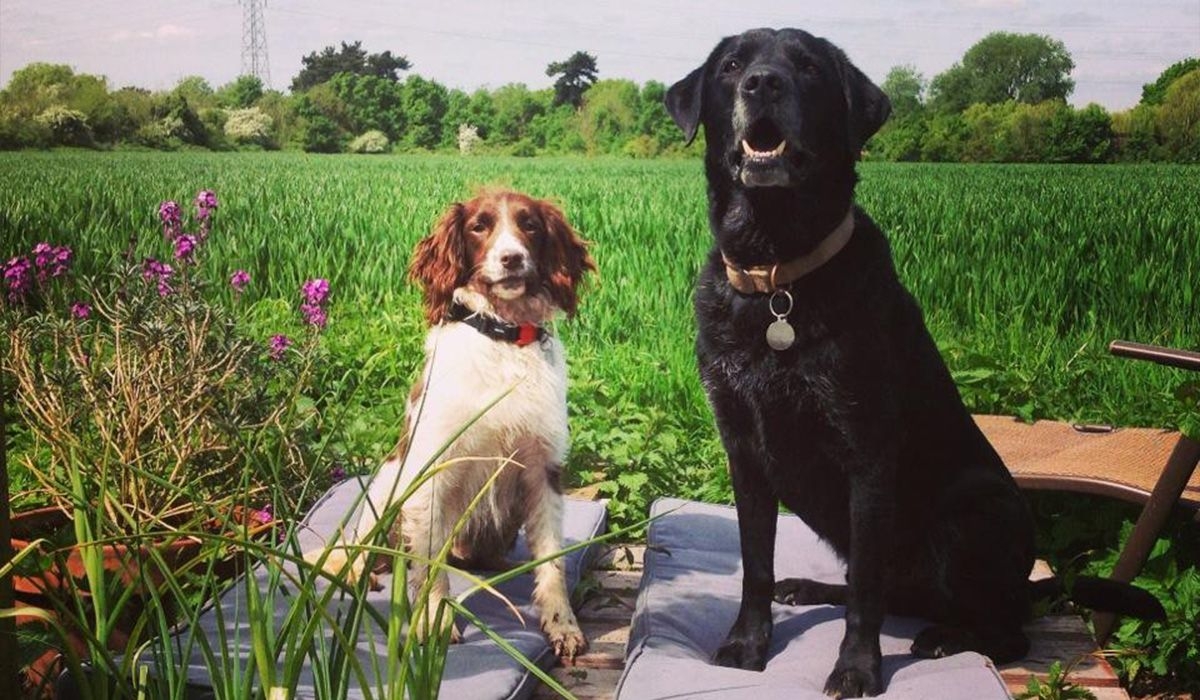 Walter and Sabby sit on cushions on a beautiful day outdoors, in front of a lush green field