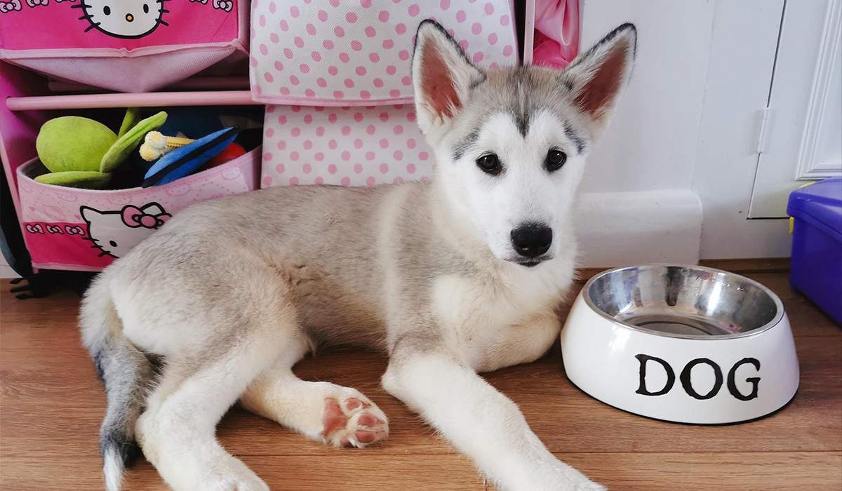 A husky puppy lies down next to an empty bowl marked "Dog"