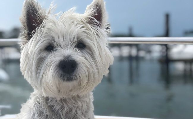 Dora, the West Highland White Terrier