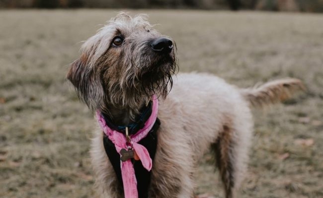 Spinach, the Bedlington Terrier