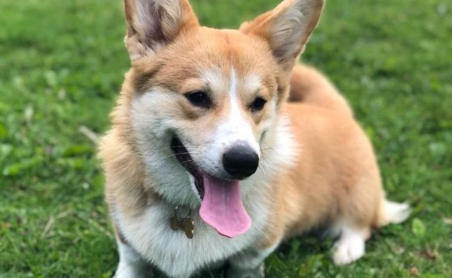 Eric, the Corgi