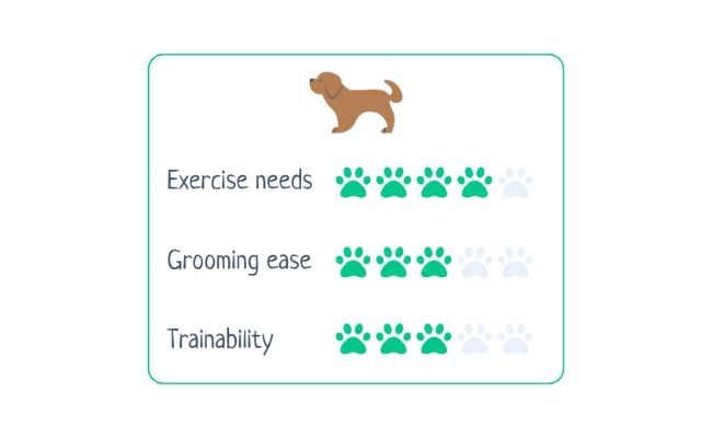 Pembroke Welsh Corgi  Exercise Needs 4/5 Grooming Ease 3/5 Trainability 3/5