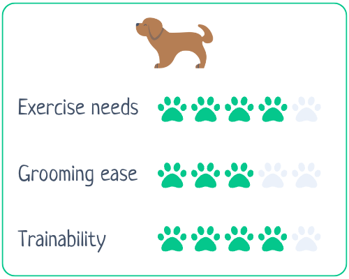 Airedale Terrier  Exercise Needs 4/5 Grooming Ease 3/5 Trainability 4/5