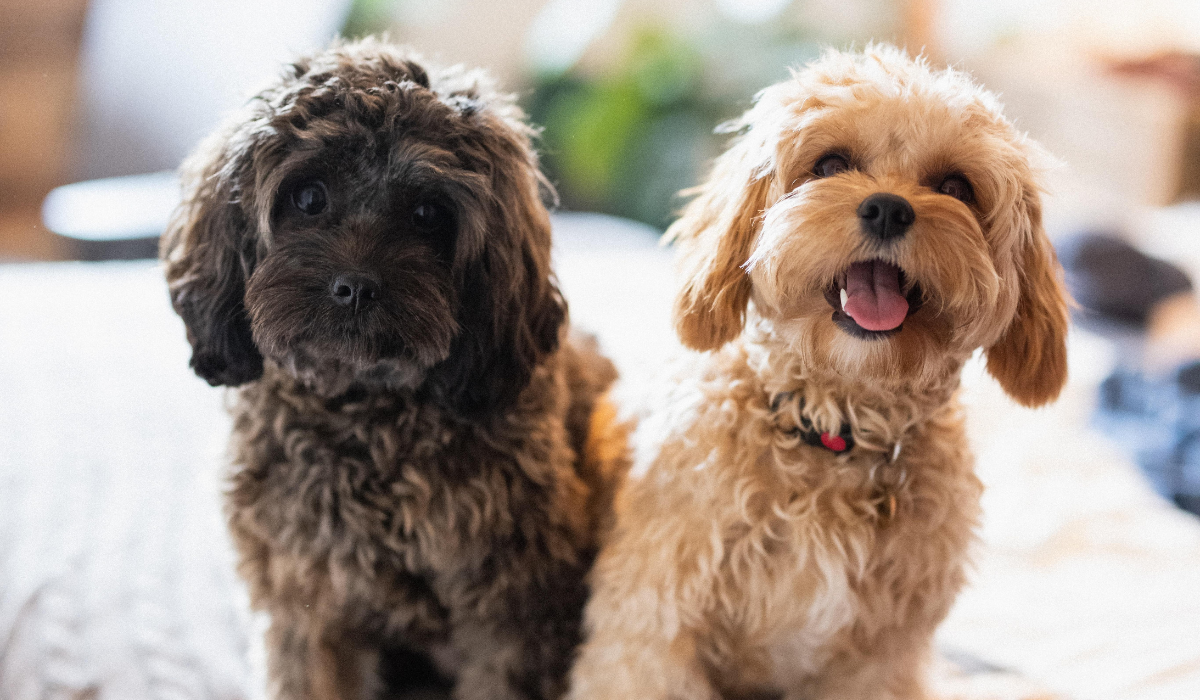 Two cute, fluffy pooches with floppy ears, one brown and one golden, sit closely next to one another.