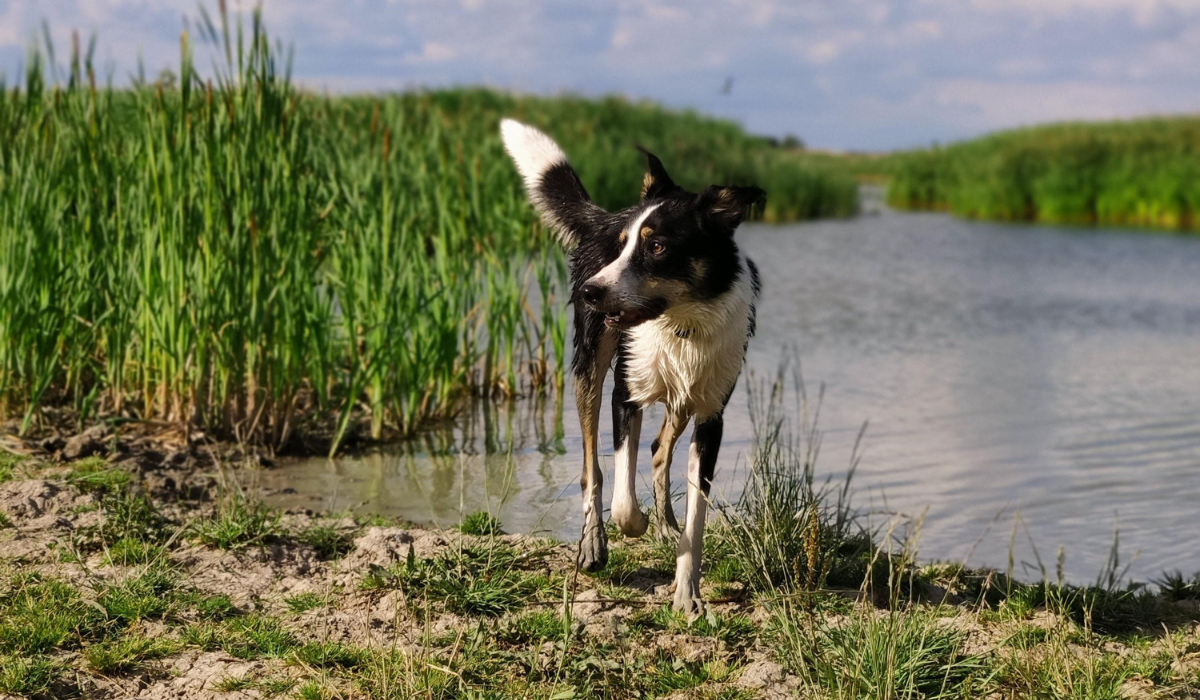 A tri-coloured Border Collie, with wet, muddy paws has emerged out of a river lined with tall grasses either side. It's a bright day but the sky is filled with fluffy clouds.