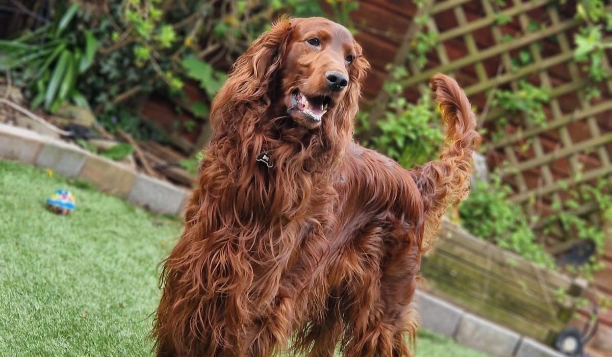 A majestic, red haired dog with floppy ears, a long neck, long legs and wagging tail stands on the grass in a garden.