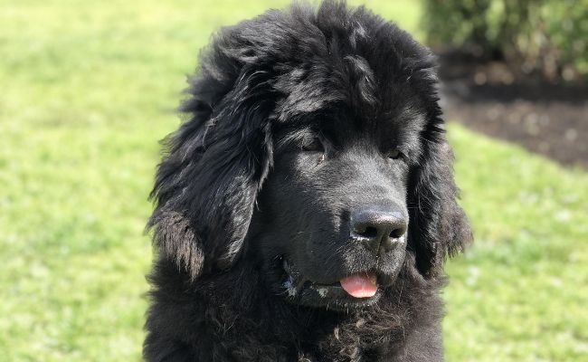 Bertie, the Newfoundland