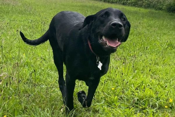 Cooper, the Labrador Retriever