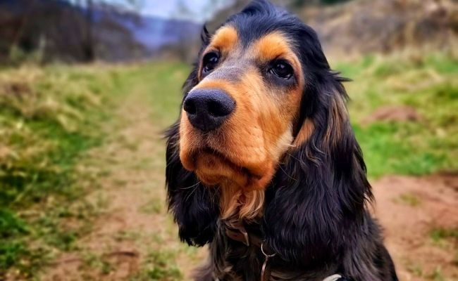 Evie, the Cocker Spaniel