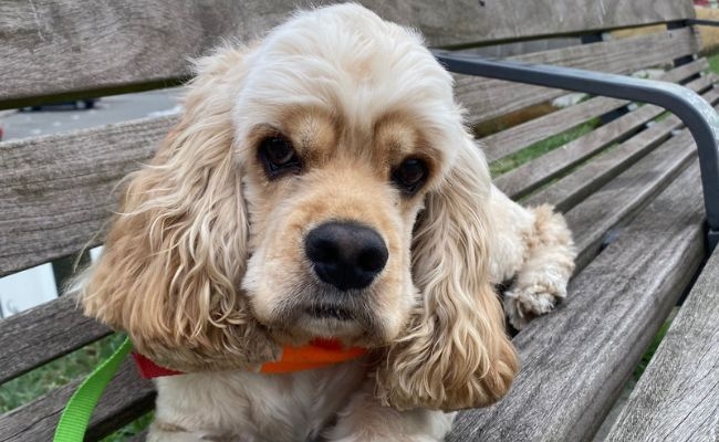 Jonny, the American Cocker Spaniel