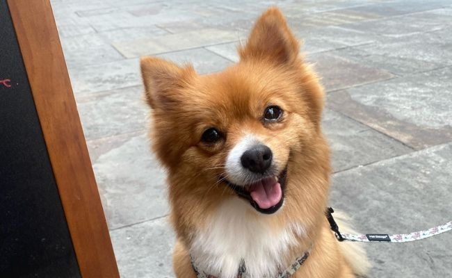 Peaches, the Klein German Spitz