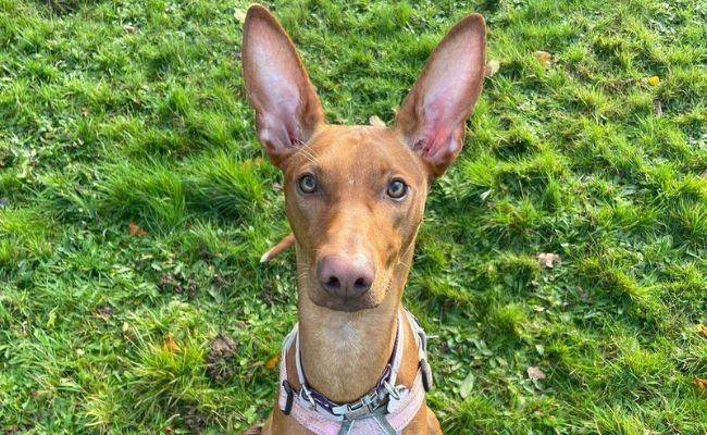 Winnie, the Podenco Canario