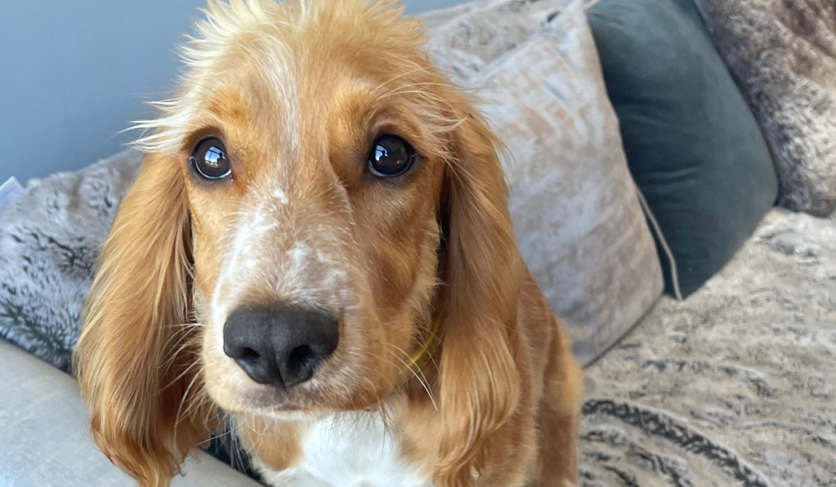 A sweet, golden Spaniel is sitting on the sofa, hoping he can stay for snuggles.