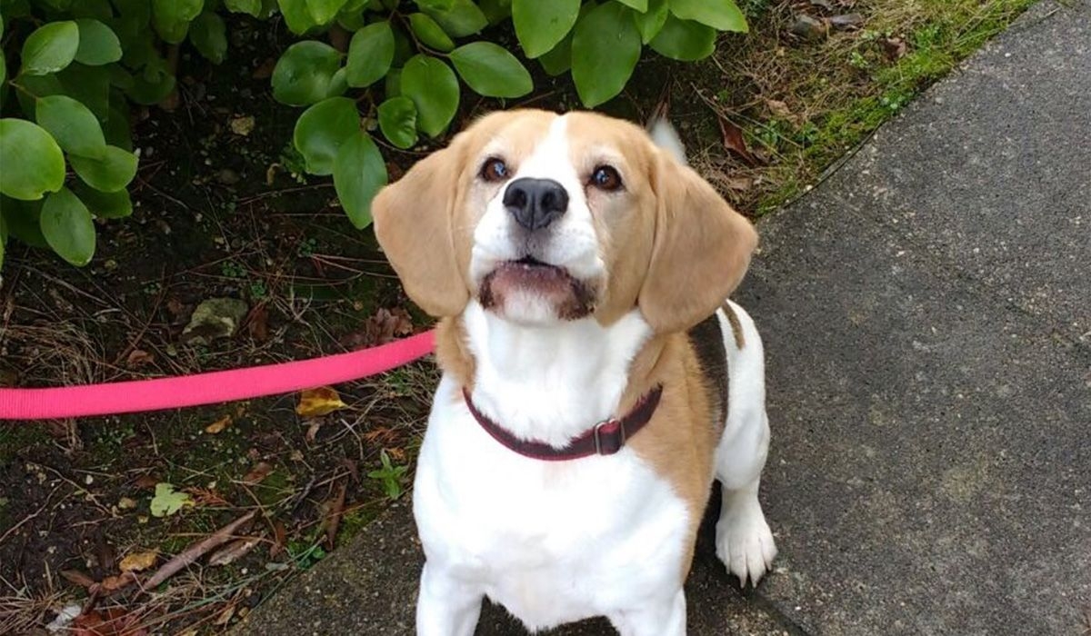 Dodger sits on a path outside with a bright pink lead looking up at his borrower