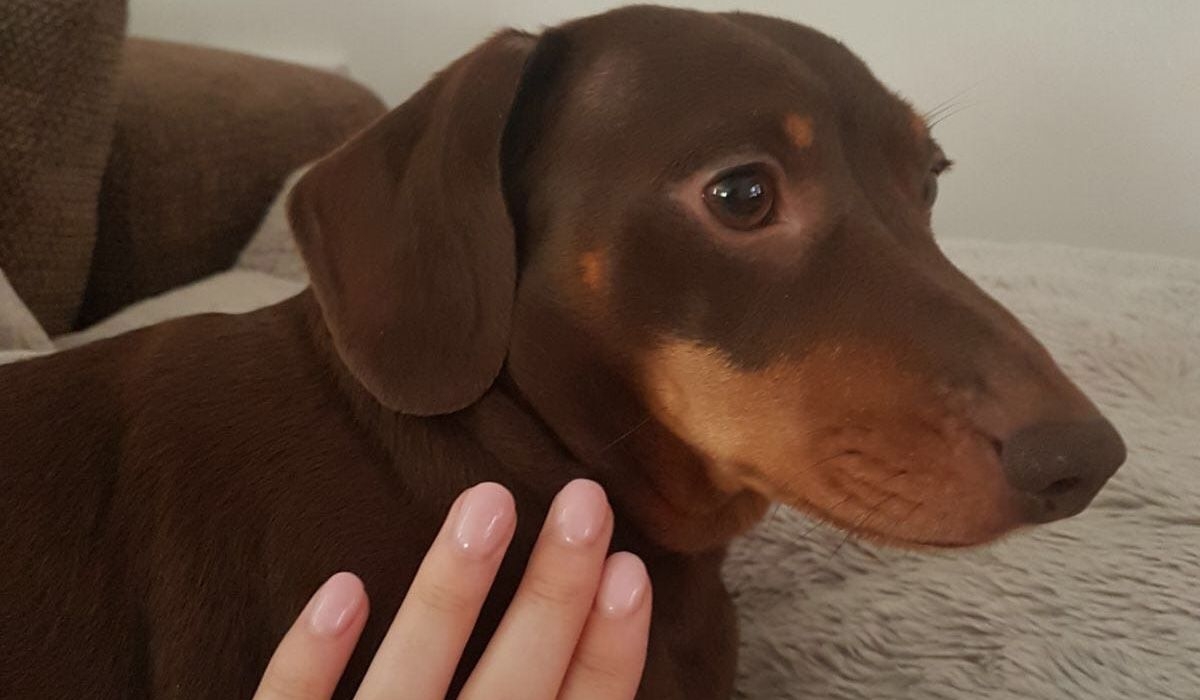 Truffle sits on a comfy bed looking off to the distance